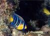 Queen Angelfish (Holacanthus ciliaris)