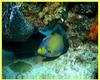 Queen Angelfish (Holacanthus ciliaris)