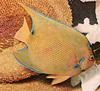Semicircle Angelfish (Pomacanthus semicirculatus)