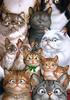 Cute kitten art