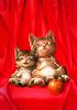 Cute kitten art
