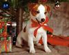 Christmas Puppy