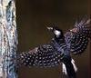 Red-cockaded Woodpecker (Picoides borealis)