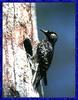 Red-cockaded Woodpecker (Picoides borealis)