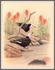 [Animal Art - William Zimmerman] White-headed Woodpeckers (Picoides albolarvatus)