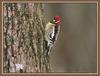 Yellow-bellied Sapsucker (Sphyrapicus varius)