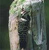 Ladder-backed Woodpecker (Picoides scalaris)