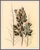 [Animal Art - William Zimmerman] Ladder-backed Woodpeckers (Picoides scalaris)