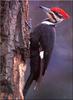 Pileated Woodpecker (Dryocopus pileatus)