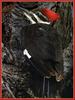 Pileated Woodpecker (Dryocopus pileatus)