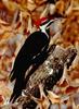 Pileated Woodpecker (Dryocopus pileatus)