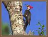 Pileated Woodpecker (Dryocopus pileatus)