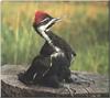 Pileated Woodpecker (Dryocopus pileatus)