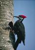 Pileated Woodpecker (Dryocopus pileatus)