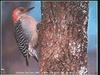 Red-bellied Woodpecker (Melanerpes carolinus)