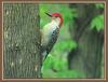 Red-bellied Woodpecker (Melanerpes carolinus)