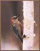Red-bellied Woodpecker (Melanerpes carolinus)