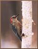 Red-bellied Woodpecker (Melanerpes carolinus)