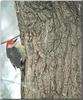 Red-bellied Woodpecker (Melanerpes carolinus)