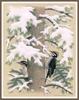 [Animal Art - William Zimmerman] Three-toed Woodpecker pair (Picoides tridactylus)