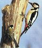 White-backed Woodpecker (Dendrocopos leucotos)  & Great Tit