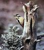 White-backed Woodpecker (Dendrocopos leucotos)