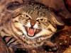 Black-footed Cat (Felis nigripes)