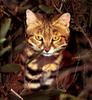 Black-footed Cat (Felis nigripes)