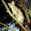 European Wild Cat (Felis silvestris)