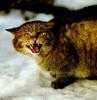 European Wild Cat (Felis silvestris)