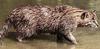 Fishing Cat (Prionailurus viverrinus)