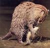 Fishing Cat (Prionailurus viverrinus)