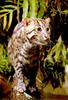 Fishing Cat (Prionailurus viverrinus)