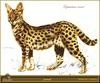 [Animal Art - Carl Brenders] Serval (Leptailurus serval)