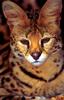 Serval (Leptailurus serval)