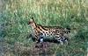 Serval (Leptailurus serval)