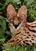 Serval (Leptailurus serval)