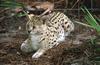 Serval (Leptailurus serval)