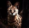 Serval (Leptailurus serval)