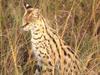 Serval (Leptailurus serval)