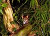 Rusty-spotted Cat (Prionailurus rubiginosus)
