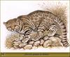 [Animal Art - Robert Dallet] Pampas Cat (Oncifelis colocolo)