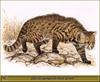 [Animal Art - Robert Dallet] Pampas Cat (Oncifelis colocolo)