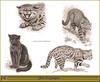 [Animal Art - Robert Dallet] Pampas Cat (Oncifelis colocolo)