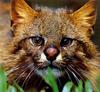 Pampas Cat (Oncifelis colocolo)