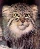 Pallas's Cat (Otocolobus manul)