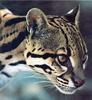 Ocelot (Leopardus pardalis)