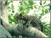 Ocelot kitten (Leopardus pardalis)