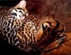 Ocelots (Leopardus pardalis)