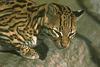 Ocelot (Leopardus pardalis)